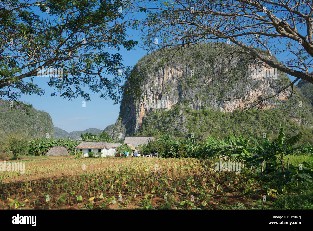Mogote and small white farm house with tobacco field Vinales Valley Cuba Stock Photo