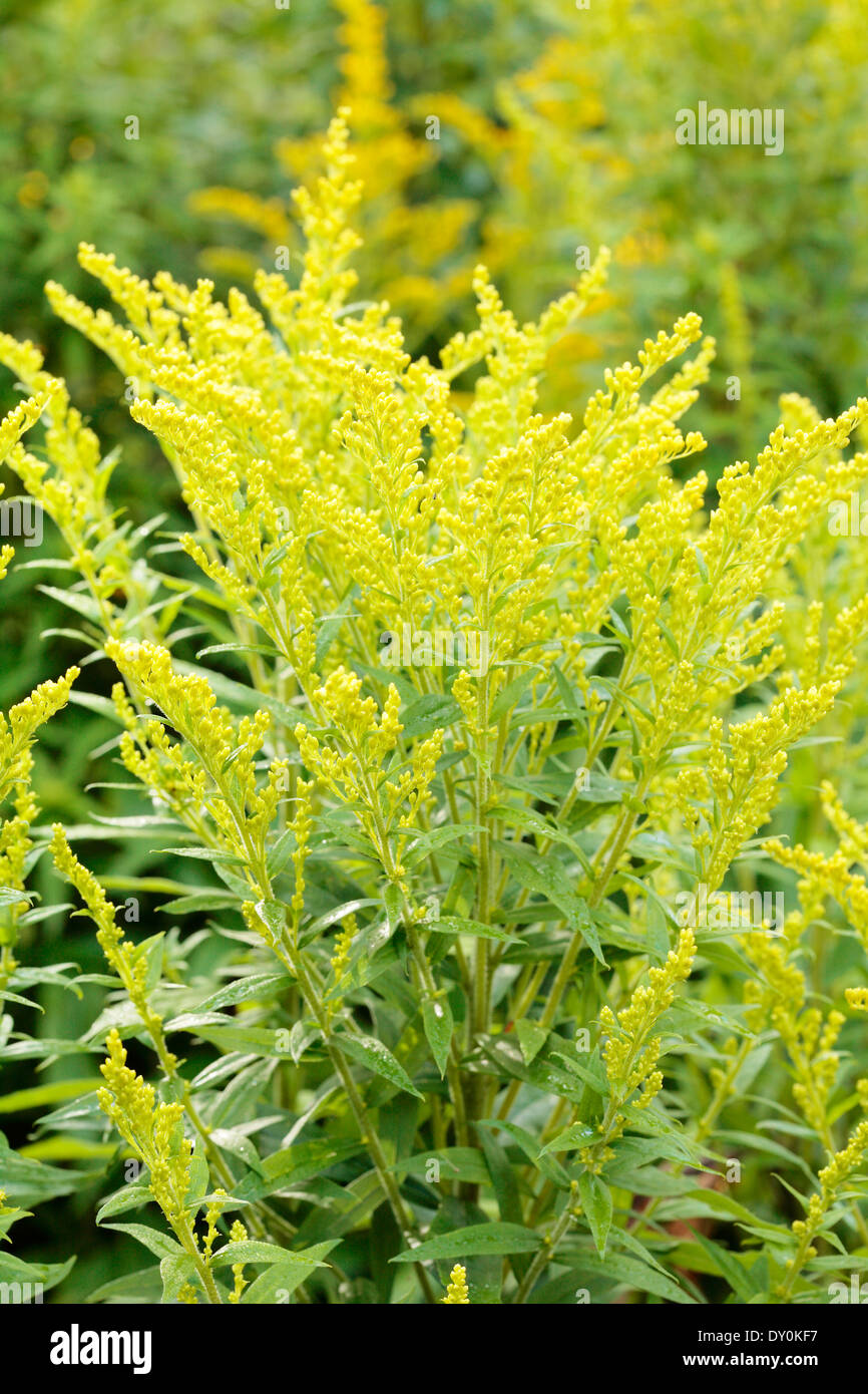 Canada goldenrod (Solidago canadensis) plant outdoors. Stock Photo