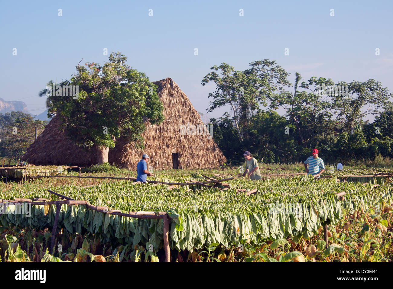 Tobacco workers drying tobacco Vinales Cuba Stock Photo
