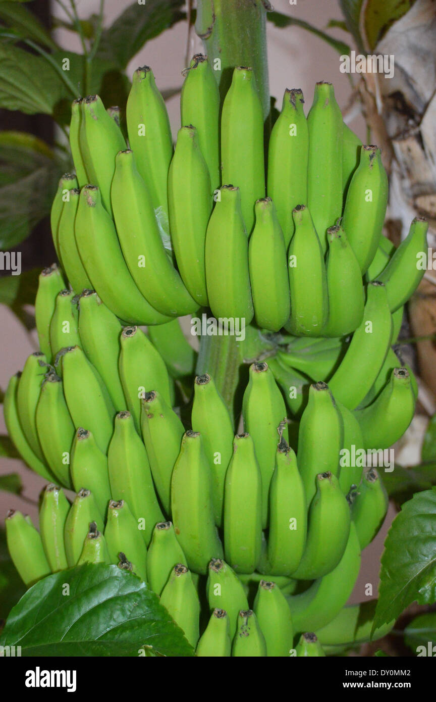 A Bunch of Green Unripe Bananas Still Hanging on Tree on Boa Vista in the Cape Verde Islands Stock Photo
