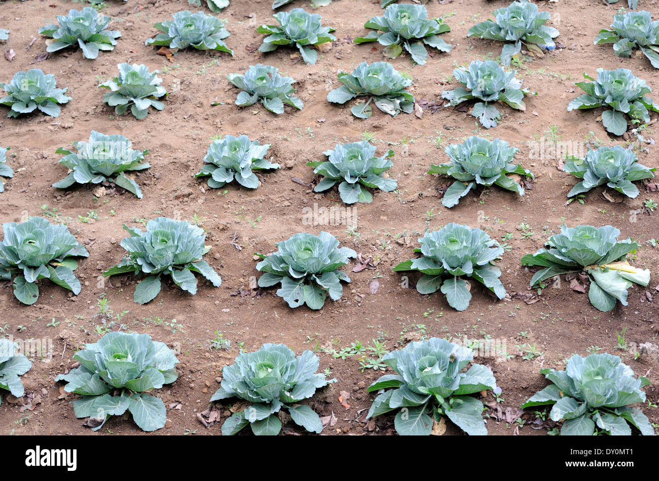 Neat row of cabbages on the slopes of Volcan San Pedro illustrate the importance of market gardening in this area. Stock Photo