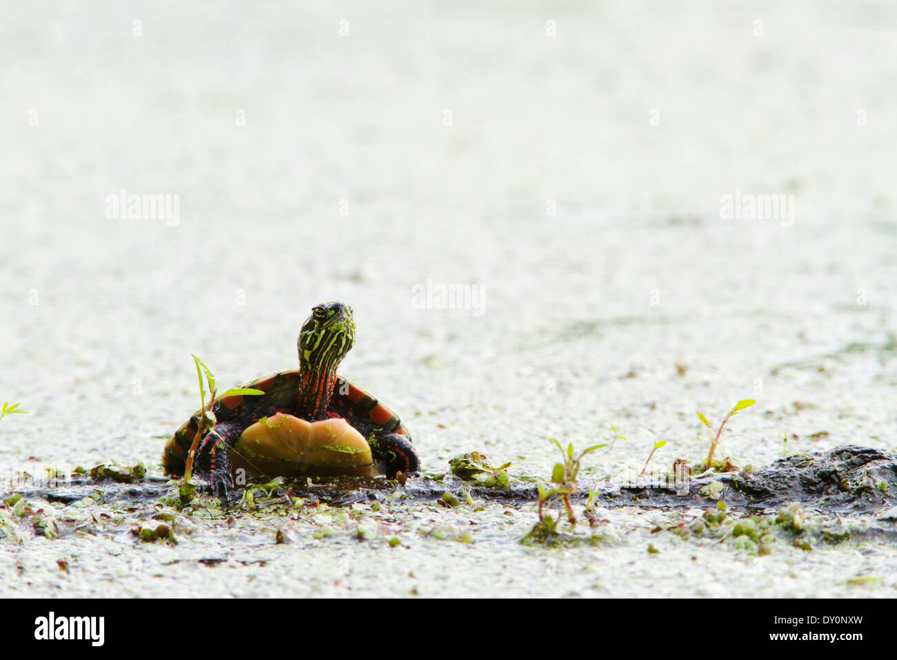 Painted turtle stretching its neck; Les Cedres, Quebec, Canada Stock