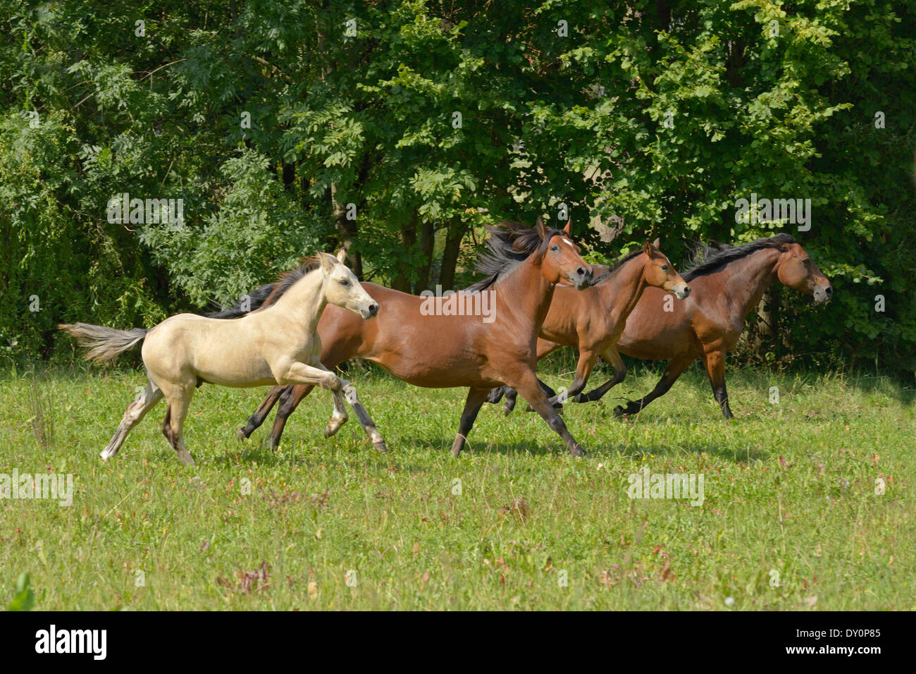 Connemara pony mares and foals Stock Photo