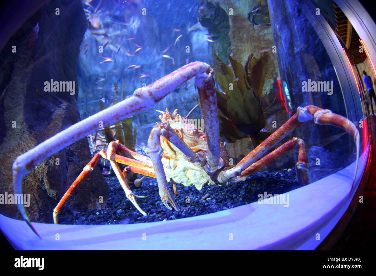 Page 2 Giant Crab High Resolution Stock Photography And Images Alamy