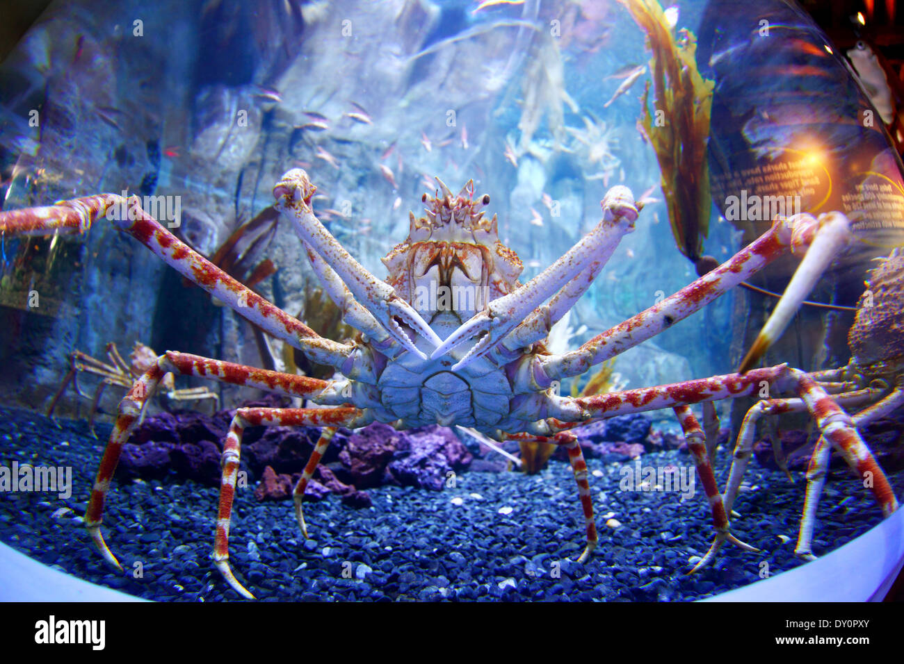 Dubai Mall Aquarium Underwater Zoo Giant Crab Dubai Stock