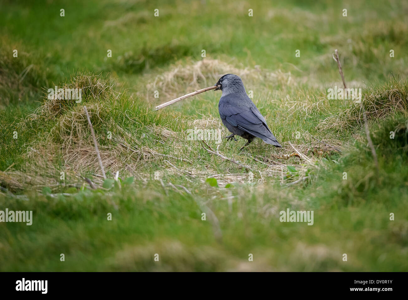 British birds - A jackdaw (Corvus monedula) gathers nesting material. Jackdaws prefer to nest in holes. Stock Photo