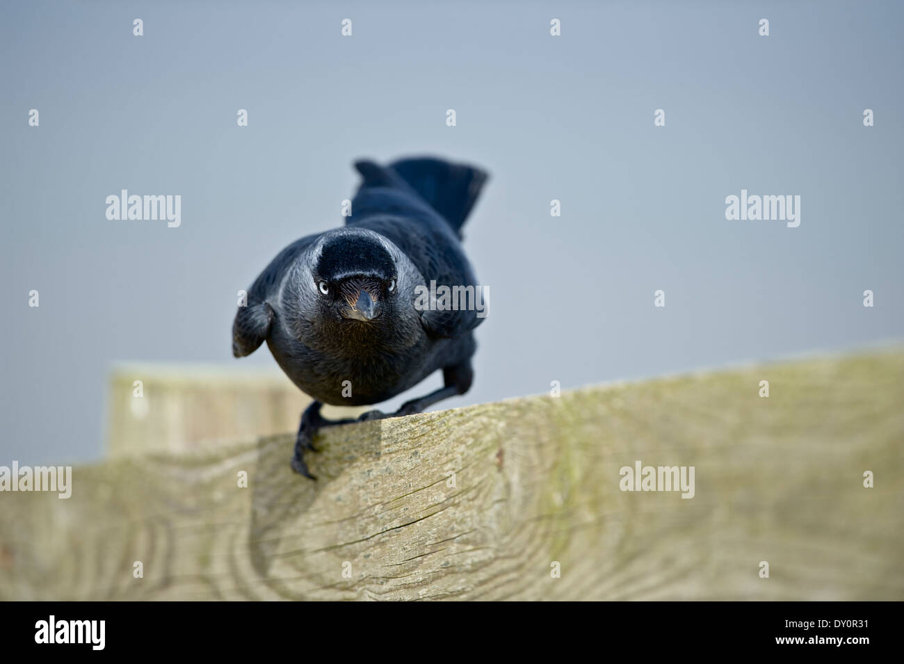 Inquisitive bird - a jackdaw (Corvus monedula) perched on a fence, looks straight at the camera, makes eye contact. Stock Photo