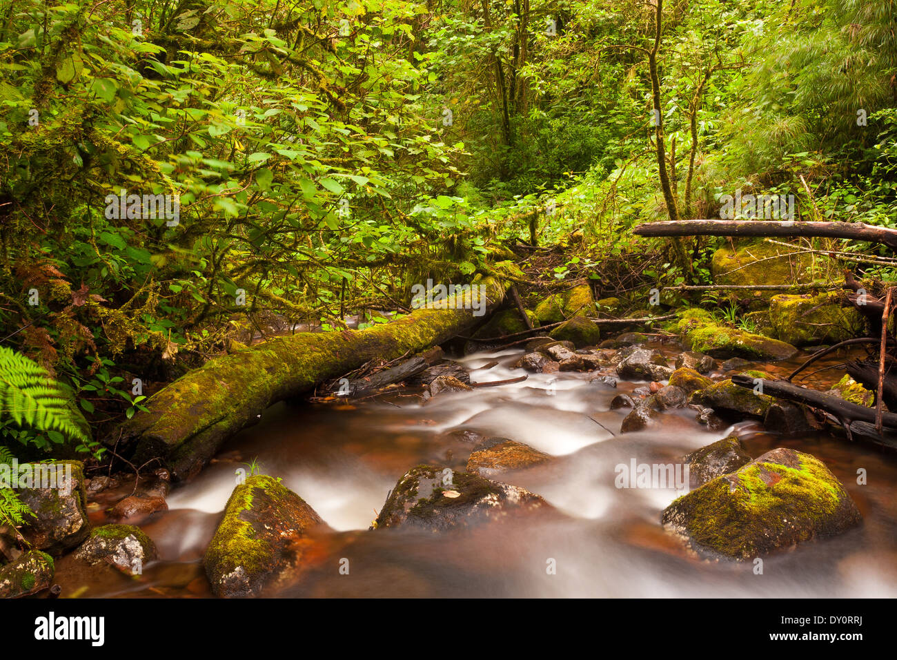 River stream in La Amistad national park in the Chiriqui province ...