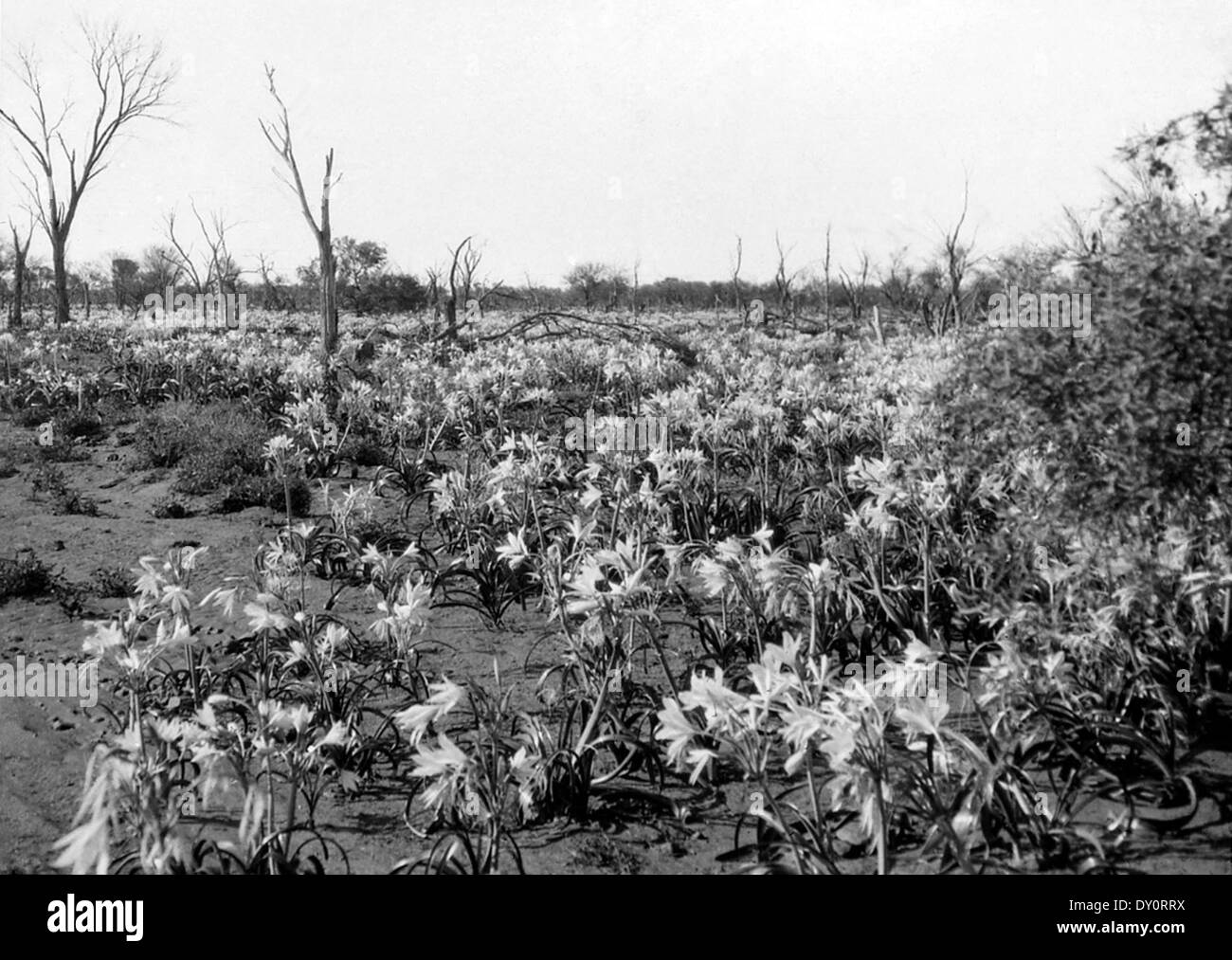 Wildflowers after the rain, Wilcannia, NSW, between 1935-1937 / photographer Reverend Edward ('Ted') Alexander Roberts Stock Photo