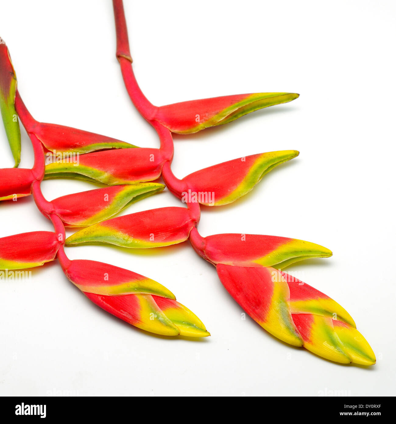 A beautiful red heliconia, isolated on a white background Stock Photo