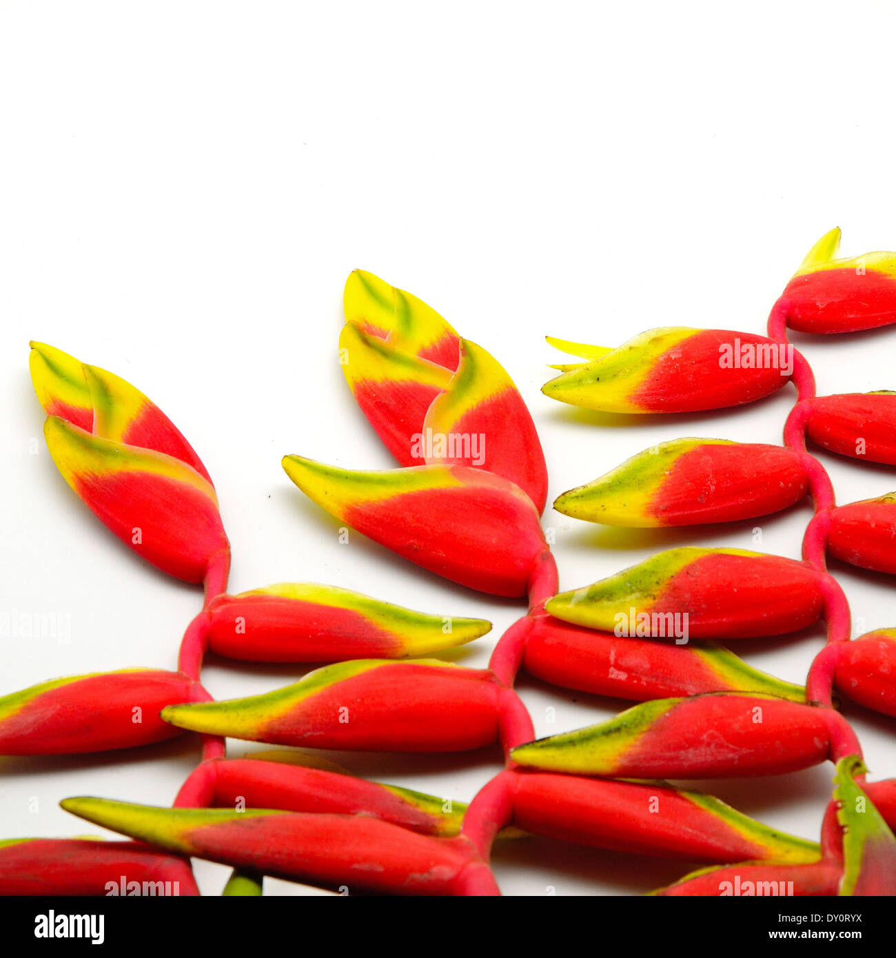 Beautiful red heliconia flower, tropical flower, isolated on a white background Stock Photo