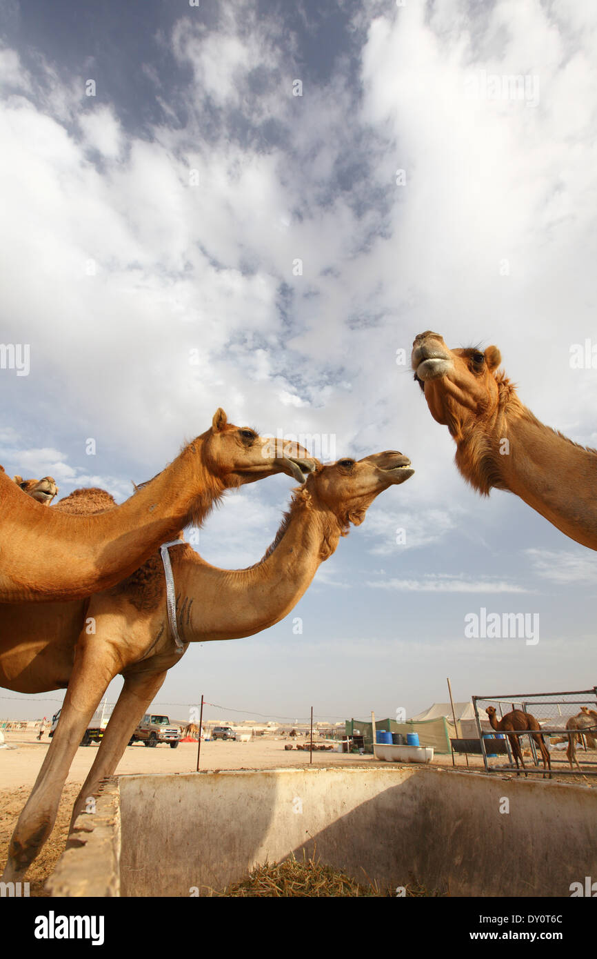 Page 3 Camel Racing High Resolution Stock Photography And Images Alamy