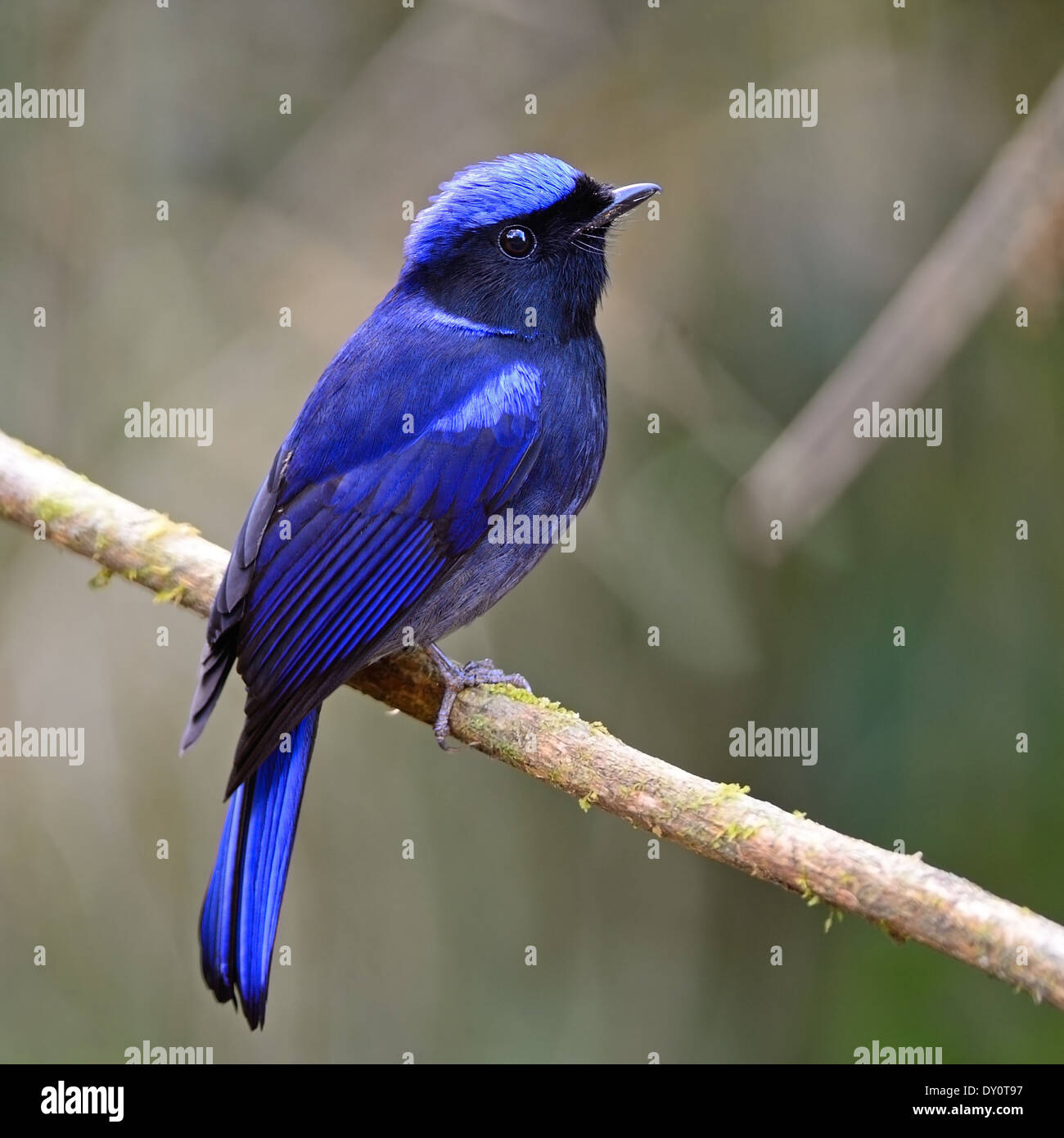 Beautiful blue bird, male Large Niitava (Niltava grandis), side profile, standing on a branch Stock Photo