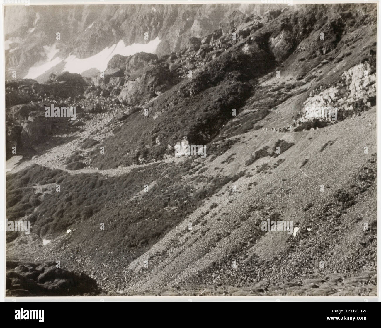 Penguin Road Heard Island. This narrow 'road' was formed by millions of