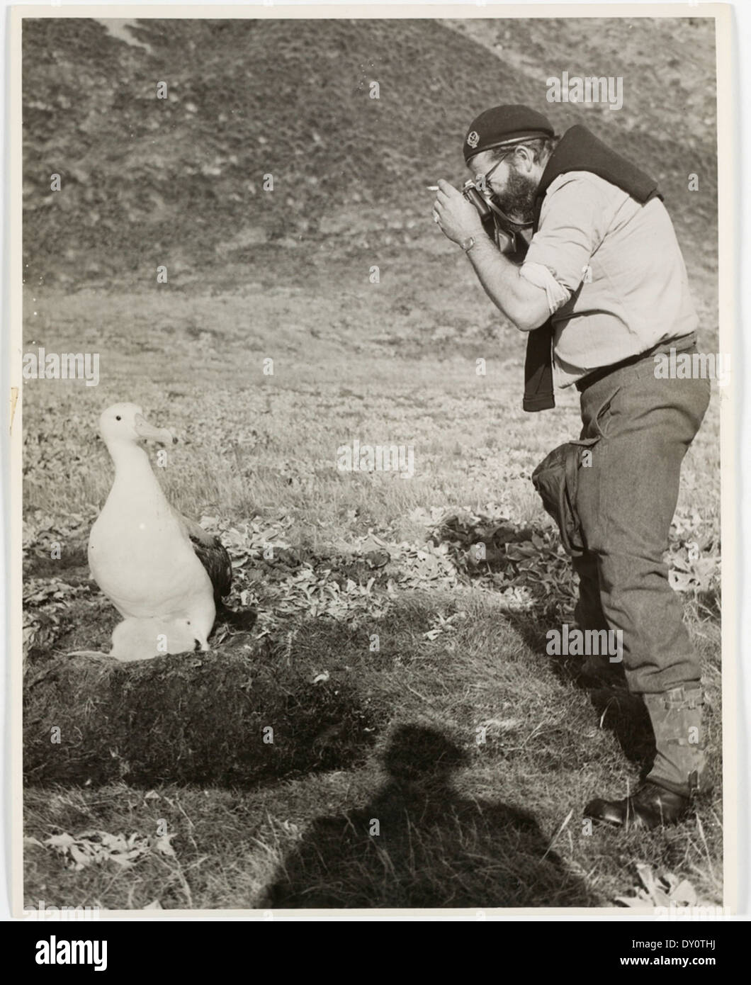 Macquarie Island, 1955. A wandering albatross and its chick. These birds are very tame and seem to like human company Stock Photo