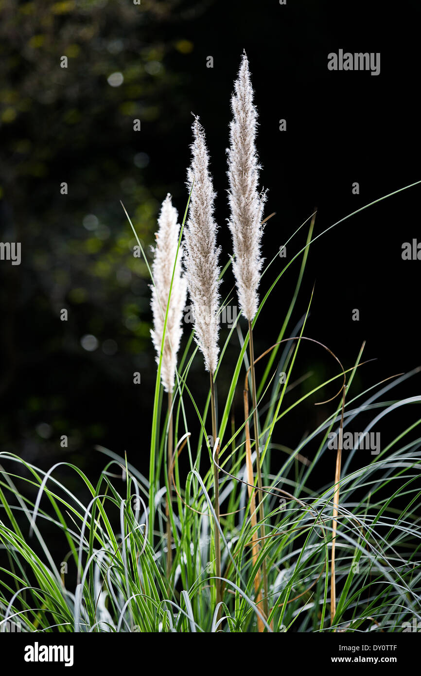Autumn, Flower, Abstract, Field, Nature, Grass, Backgrounds, Sunlight, Spring, Summer, Morning, Defocused, Macro, Motion, Stock Photo