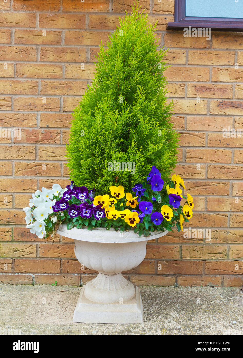 Winter and spring pansies and evergreen shrub in container Stock Photo
