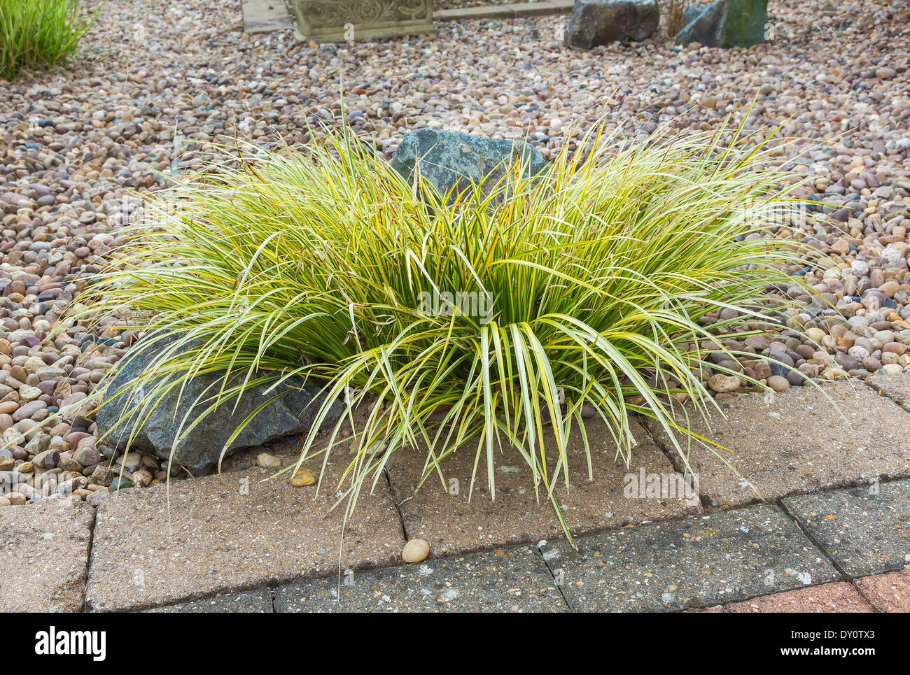 Ornamental grass set in rockery Stock Photo