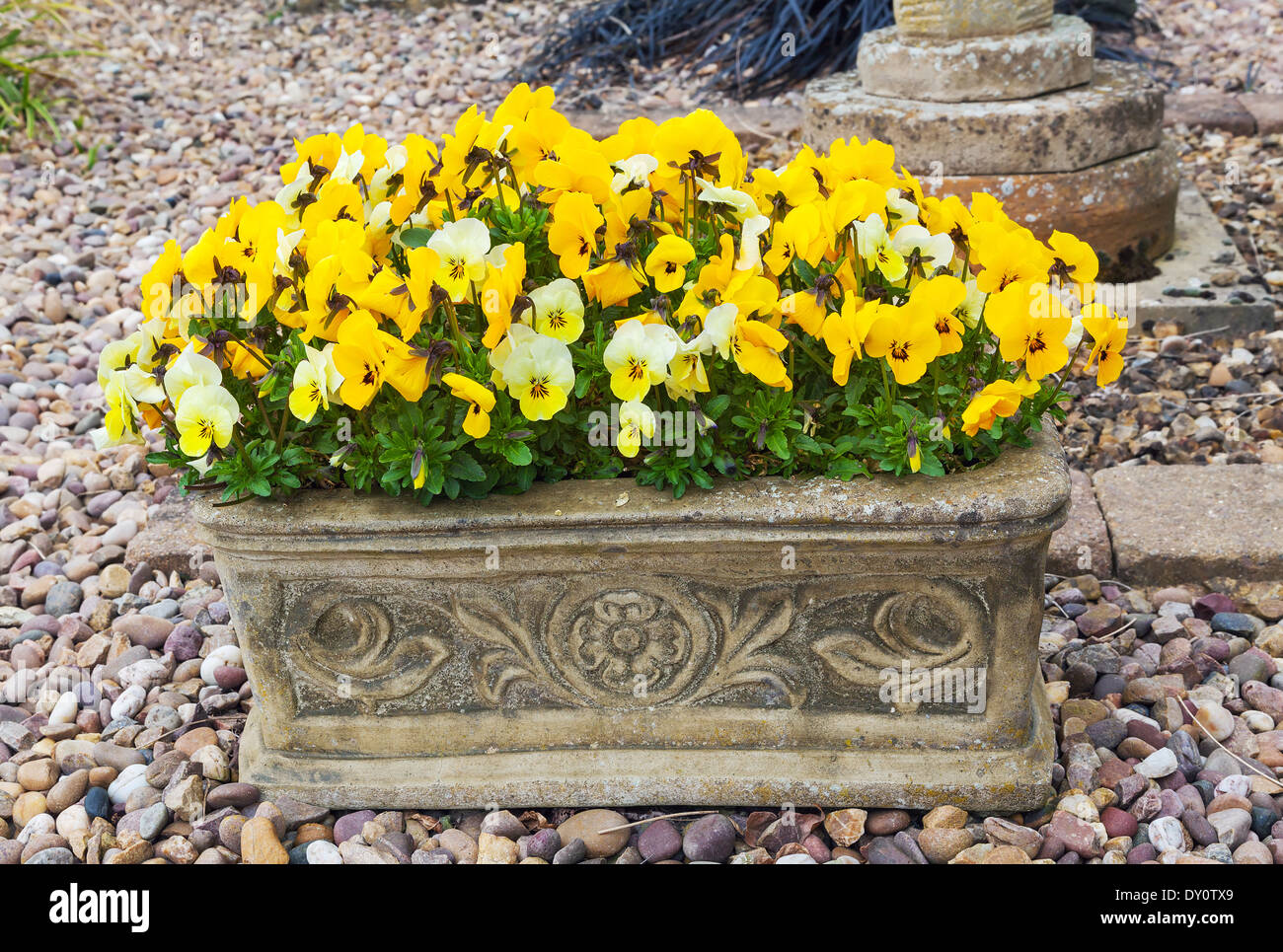 Winter flowering pansies in stone trough Stock Photo