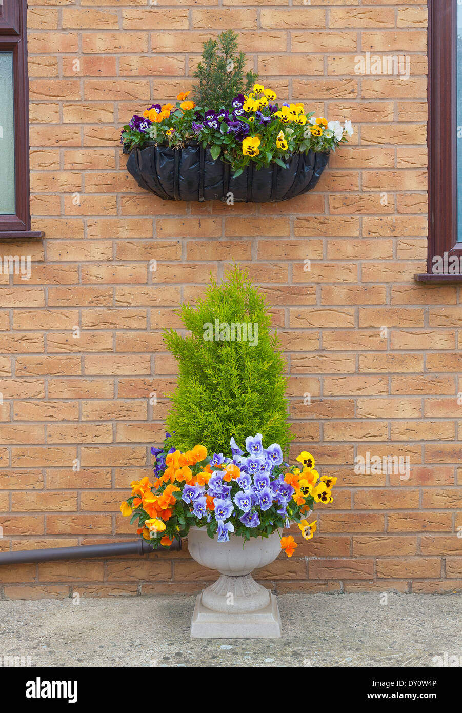 Container and hanging basket with spring winter flowering pansies. Stock Photo