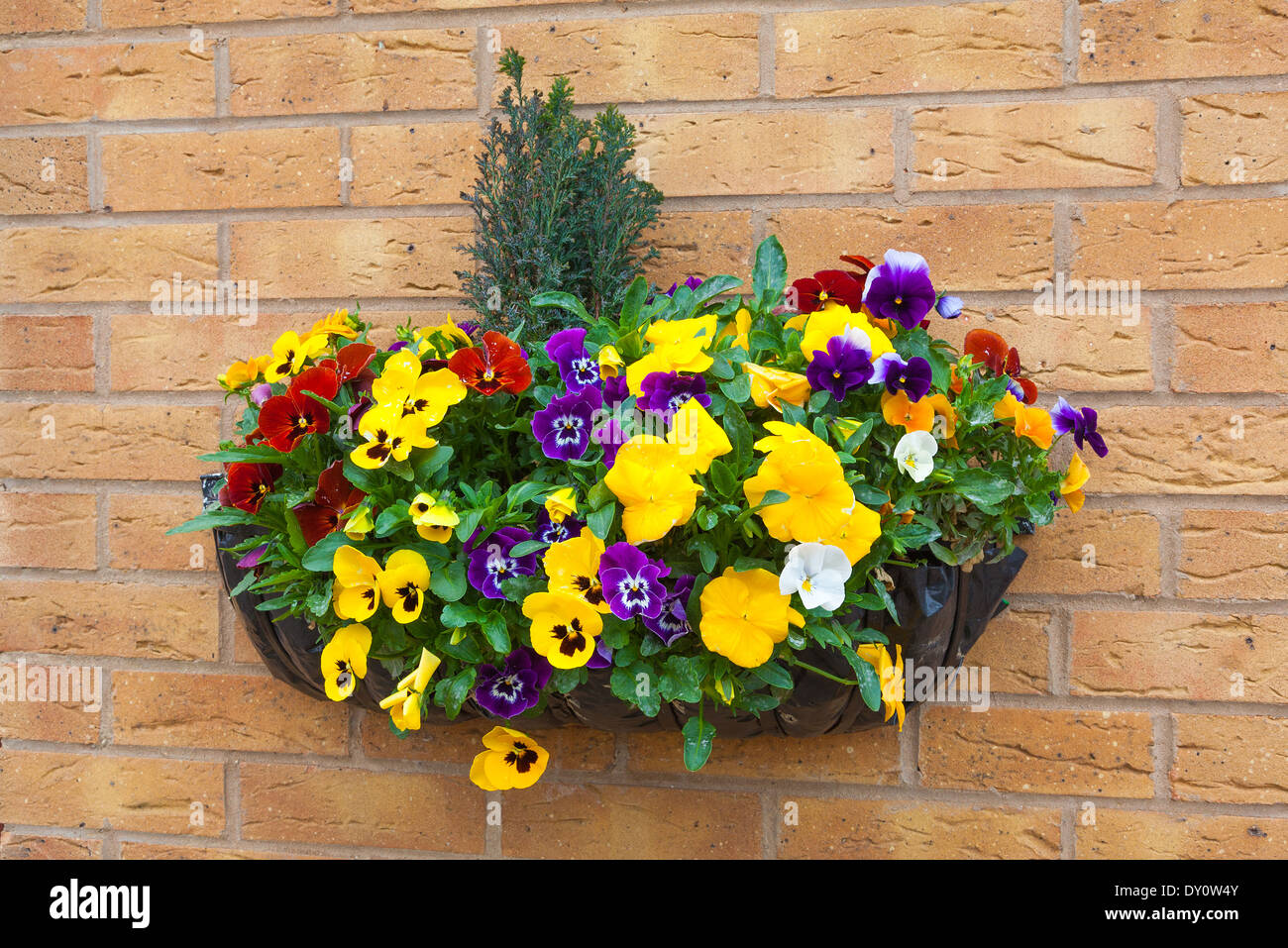 Winter and spring flowering hanging basket with trailing ivy pansies Stock Photo
