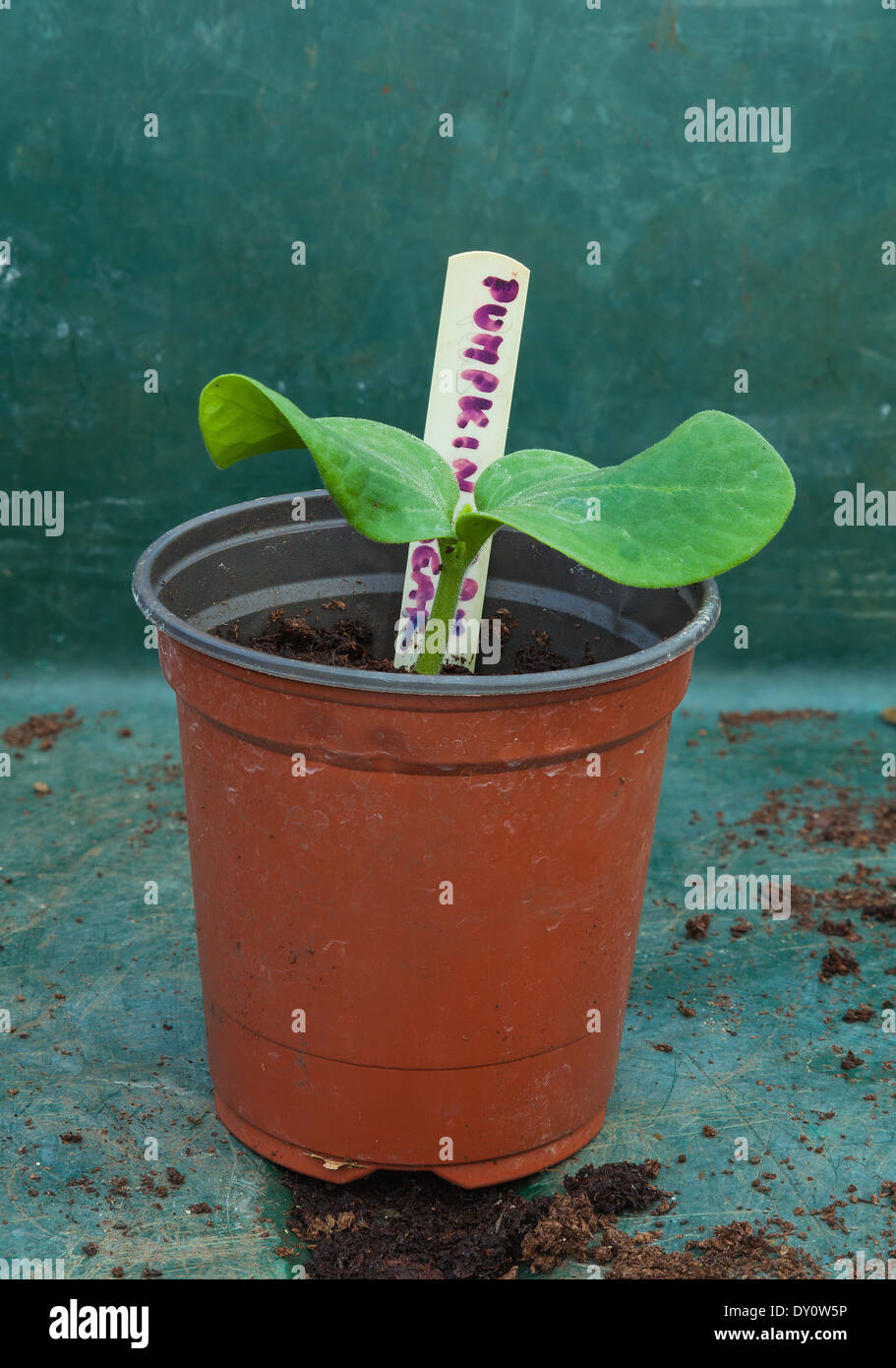 Squash Seedling Stock Photos & Squash Seedling Stock Images Alamy