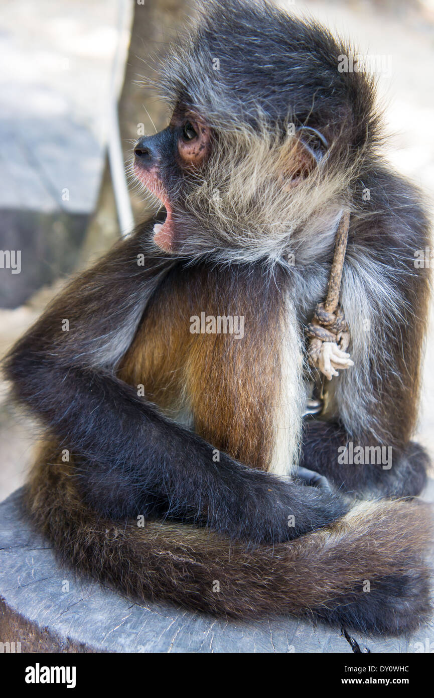 Brown capuchin monkey hi-res stock photography and images - Alamy