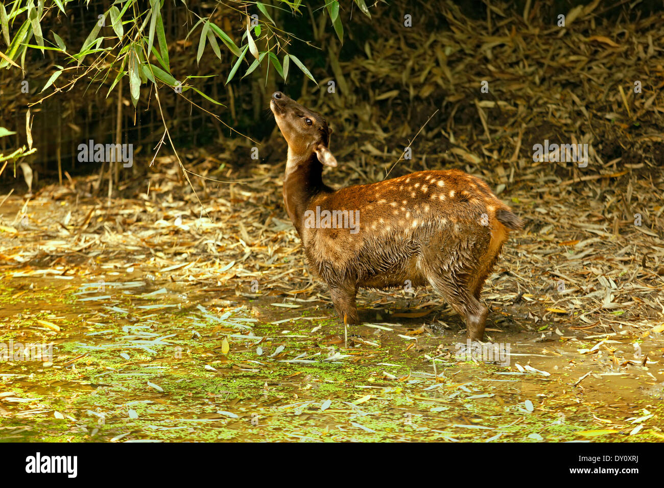 Visayan spotted deer (Rusa alfredi) female eating bamboo in marshy habitat Stock Photo