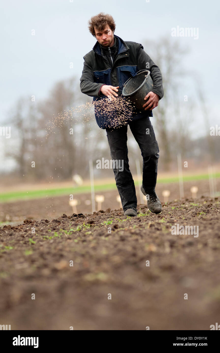 The organic farmer Valentin Kaetzl seeds rye on his land. 17 March 2014. Stock Photo