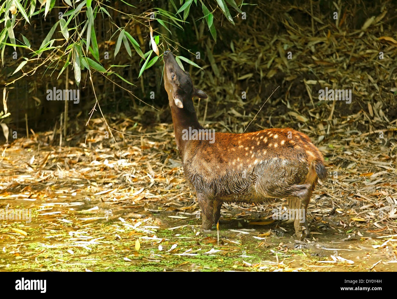 Visayan spotted deer (Rusa alfredi) female eating bamboo Stock Photo