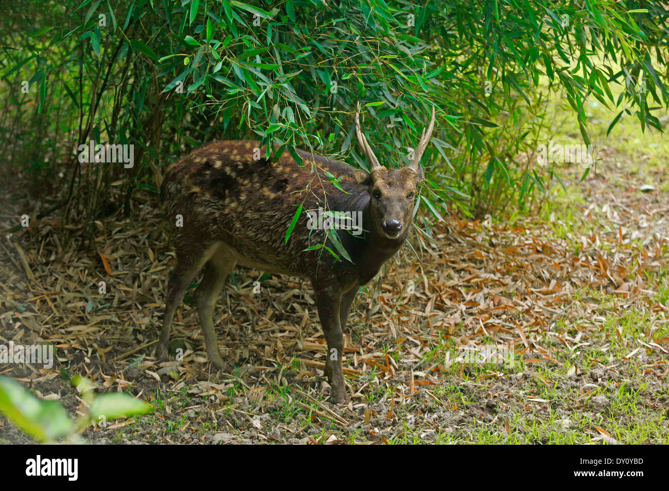 Visayan Spotted Deer (Rusa alfredi) coming out from a grove of bamboo Stock Photo