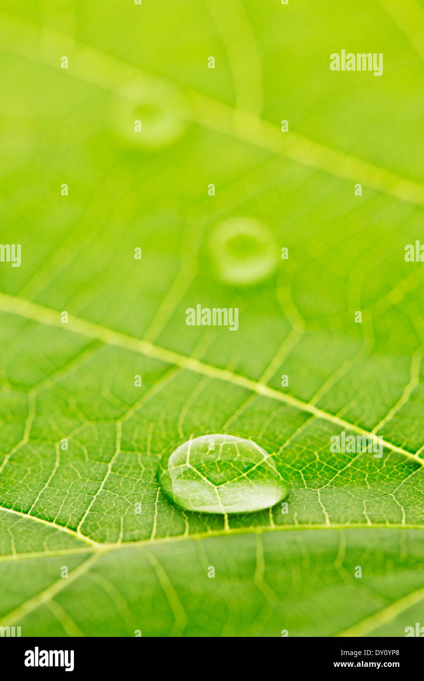Water drop on fresh green leaf macro Stock Photo - Alamy