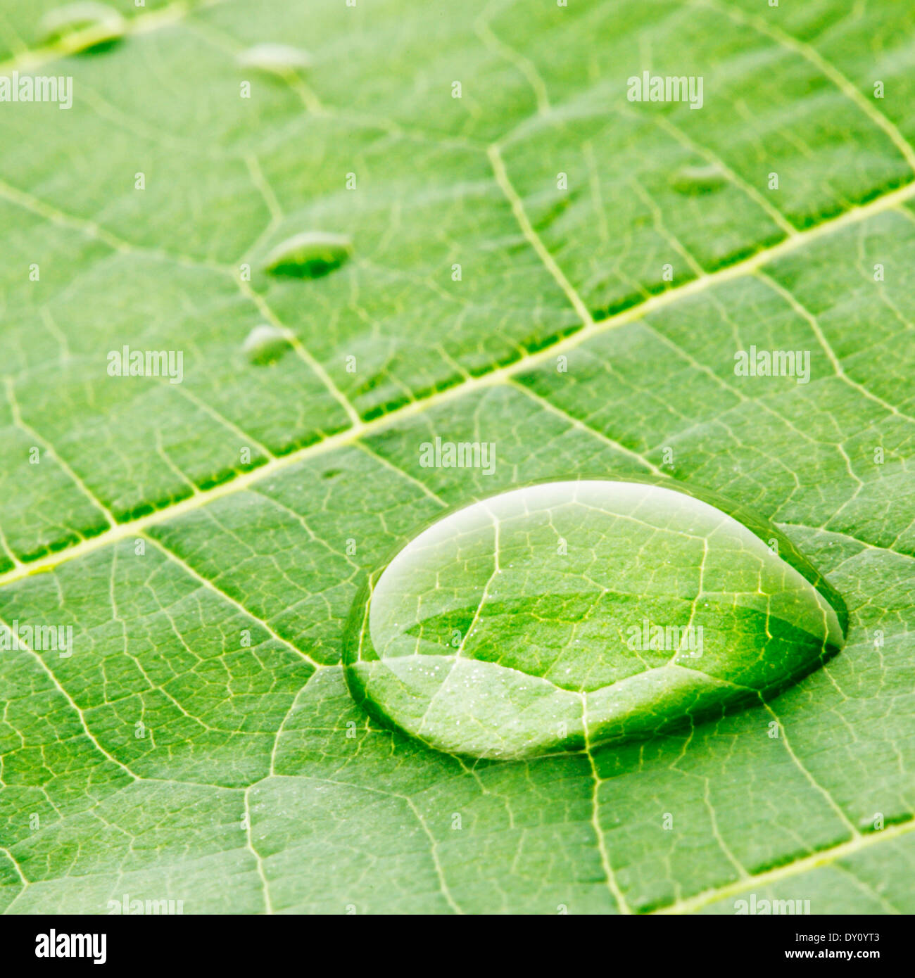 Water drops on green fresh leaf macro Stock Photo - Alamy
