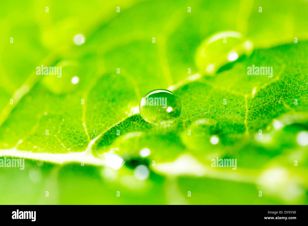 Water drops on green fresh leaf macro Stock Photo - Alamy