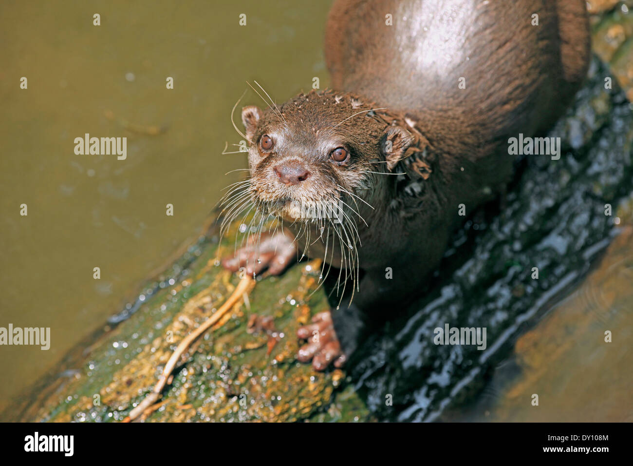 Oriential Small- Clawed Otter (Aonyx cinerea) close-up on trunk near the swamp water Stock Photo