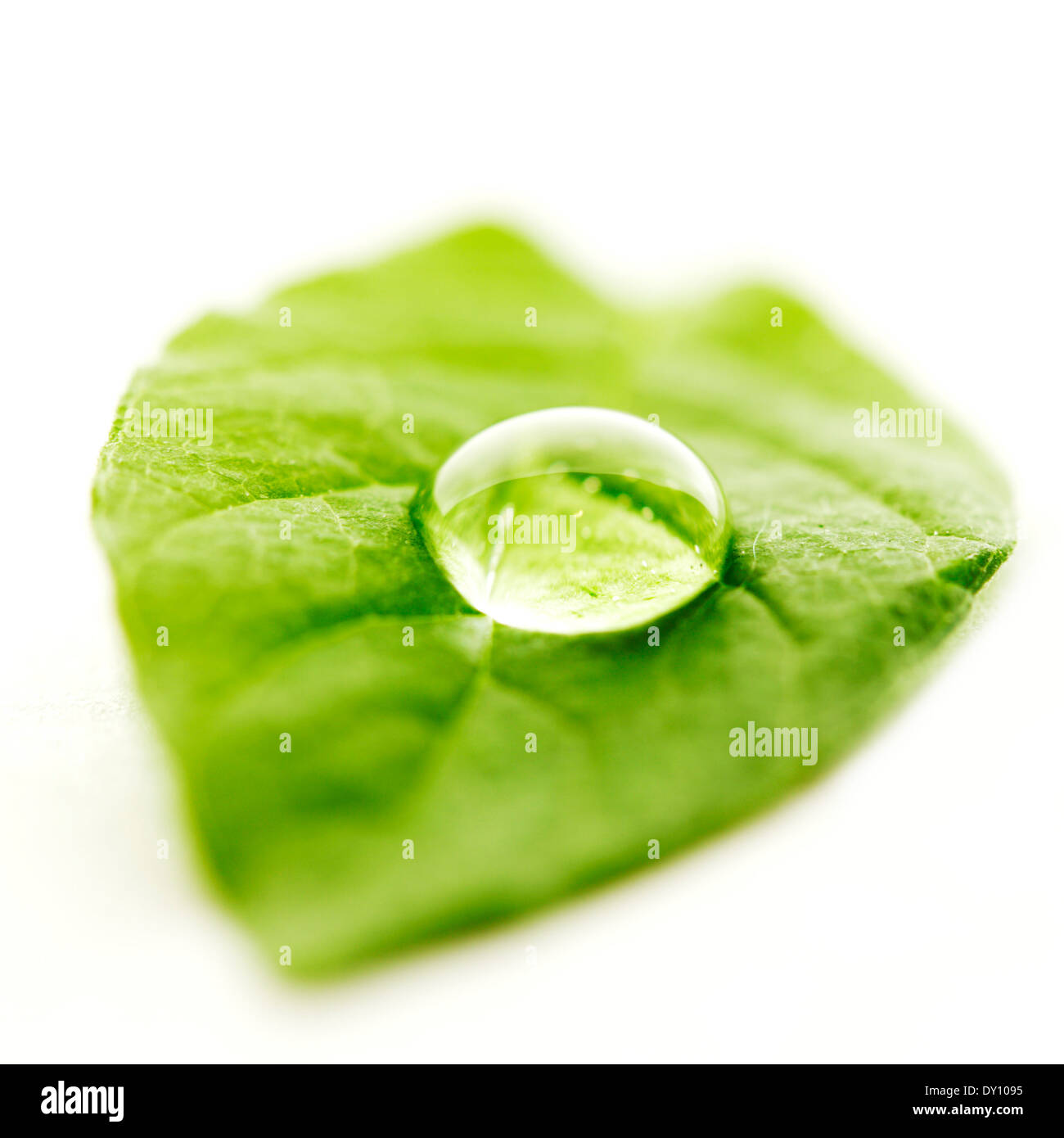 Water drop on leaf isolated on white background macro Stock Photo - Alamy