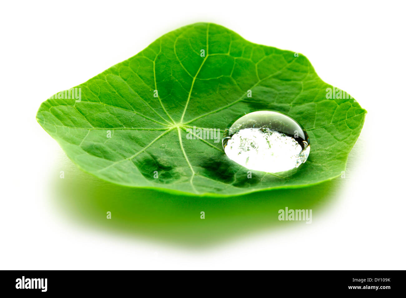 Water drop on leaf isolated on white background macro Stock Photo - Alamy
