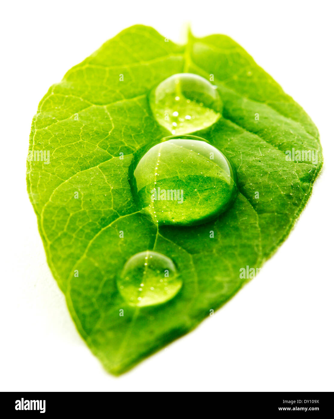 Water drop on leaf isolated on white background macro Stock Photo - Alamy