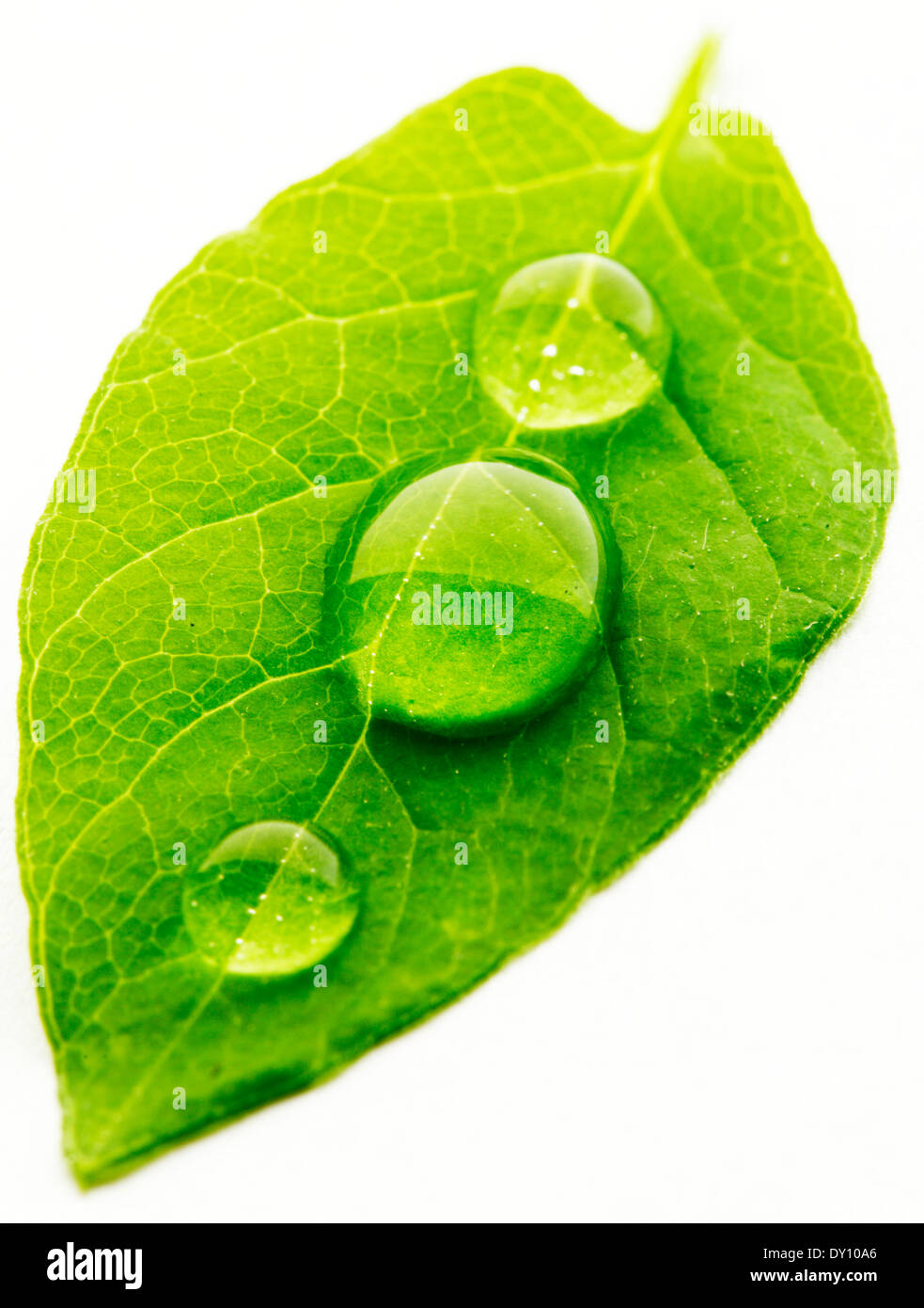 Water drop on leaf isolated on white background macro Stock Photo - Alamy