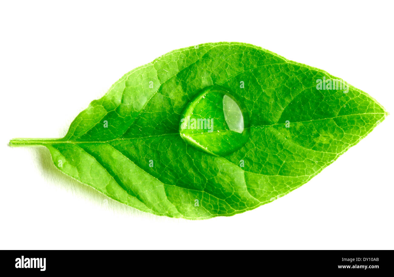 Water drop on leaf isolated on white background macro Stock Photo - Alamy