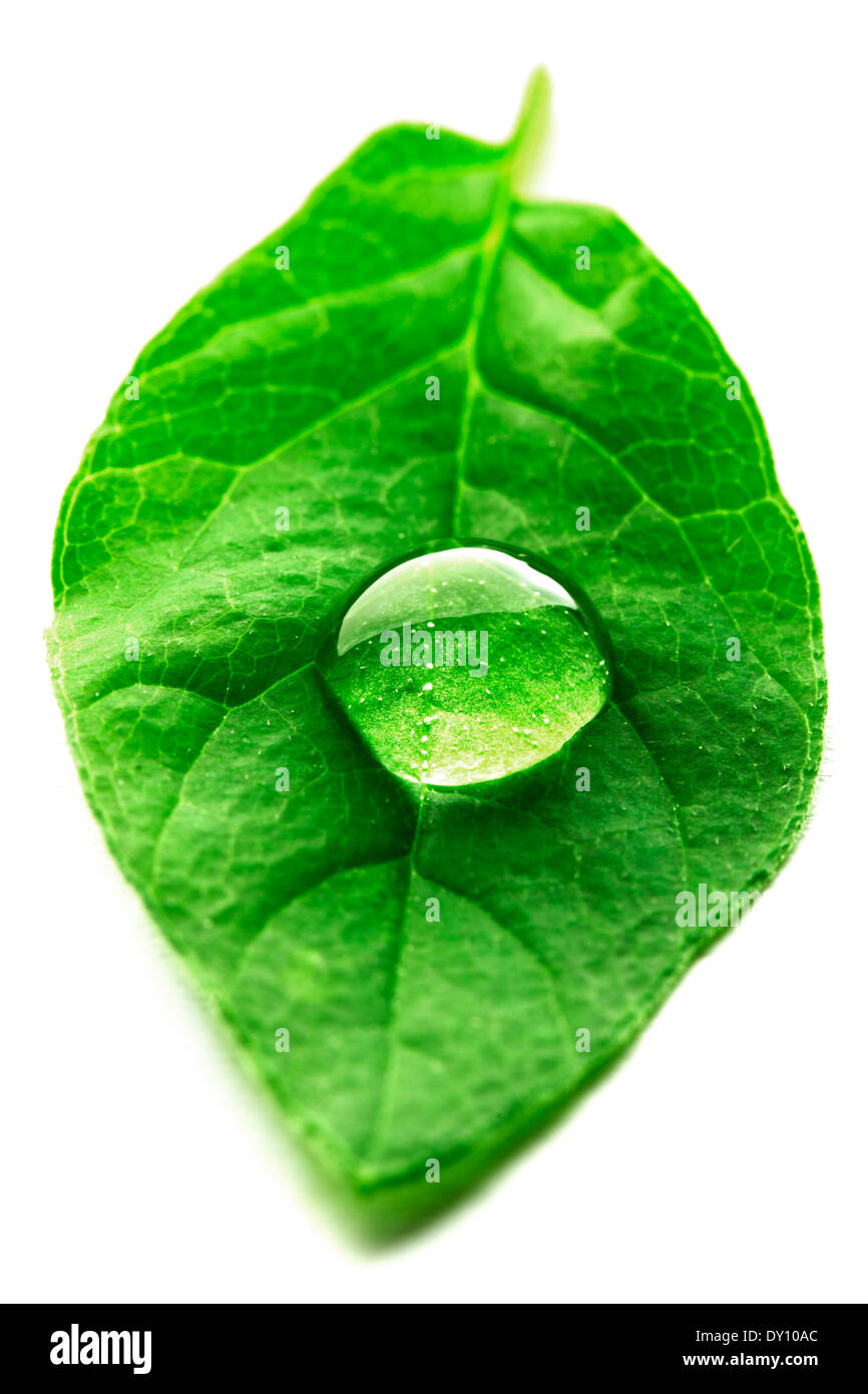 Water drop on leaf isolated on white background macro Stock Photo - Alamy