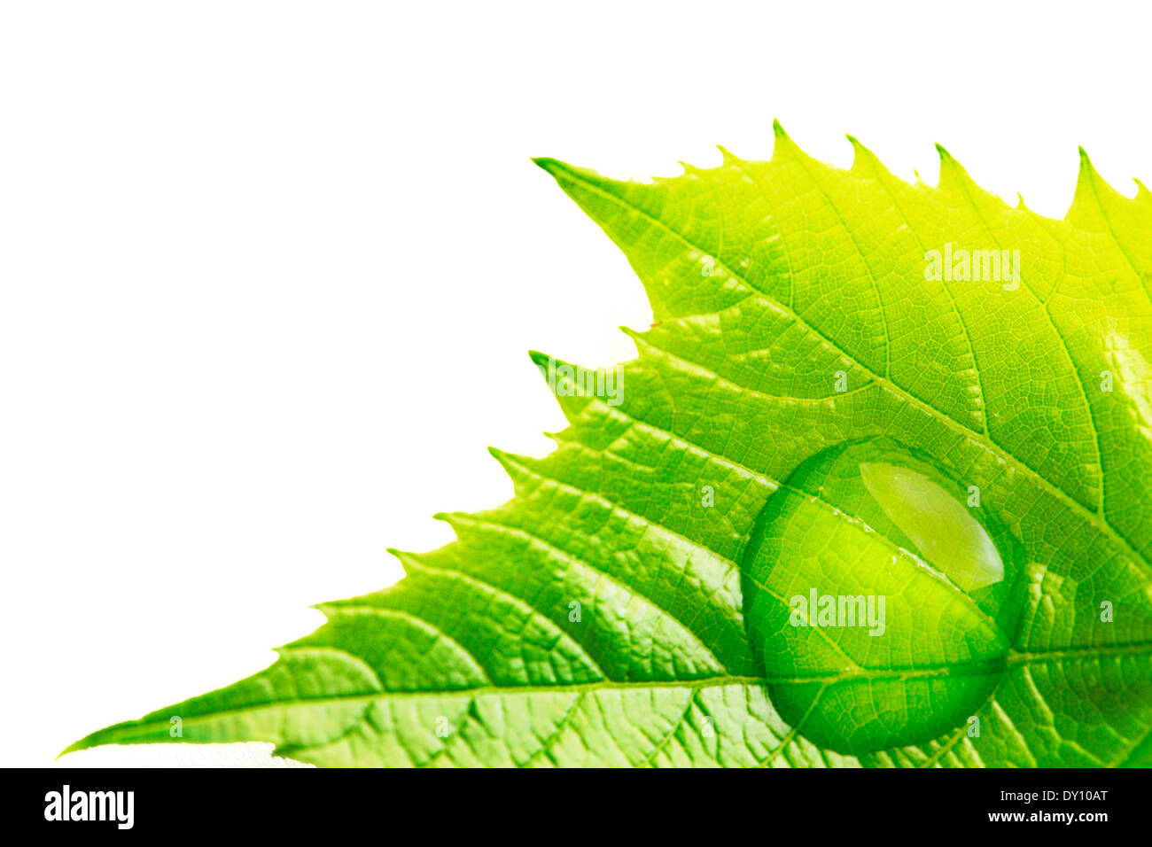 Water drop on leaf isolated on white background macro Stock Photo - Alamy