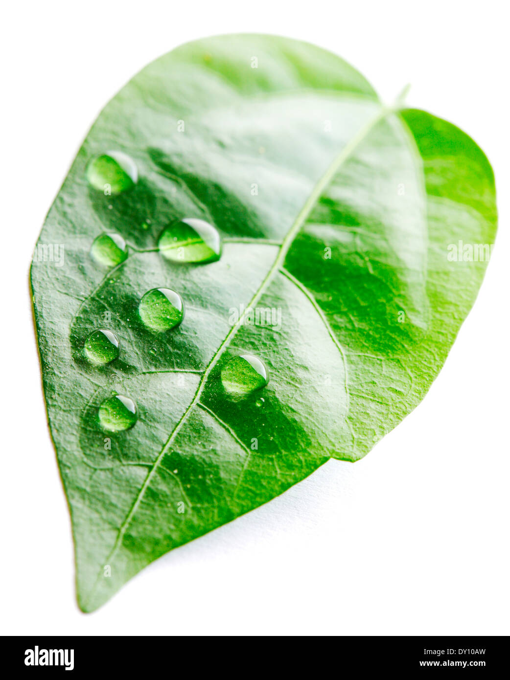Water drop on leaf isolated on white background macro Stock Photo - Alamy