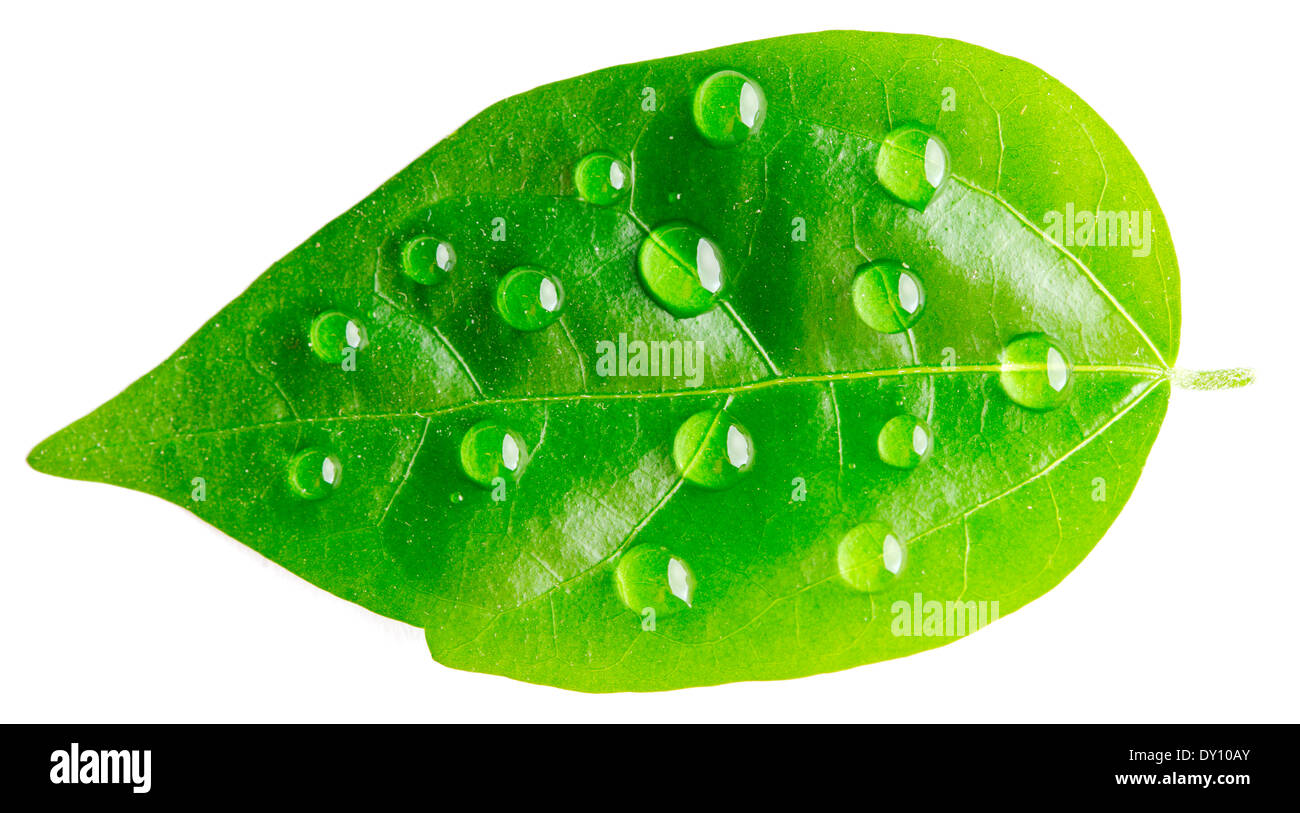 Water drop on leaf isolated on white background macro Stock Photo - Alamy