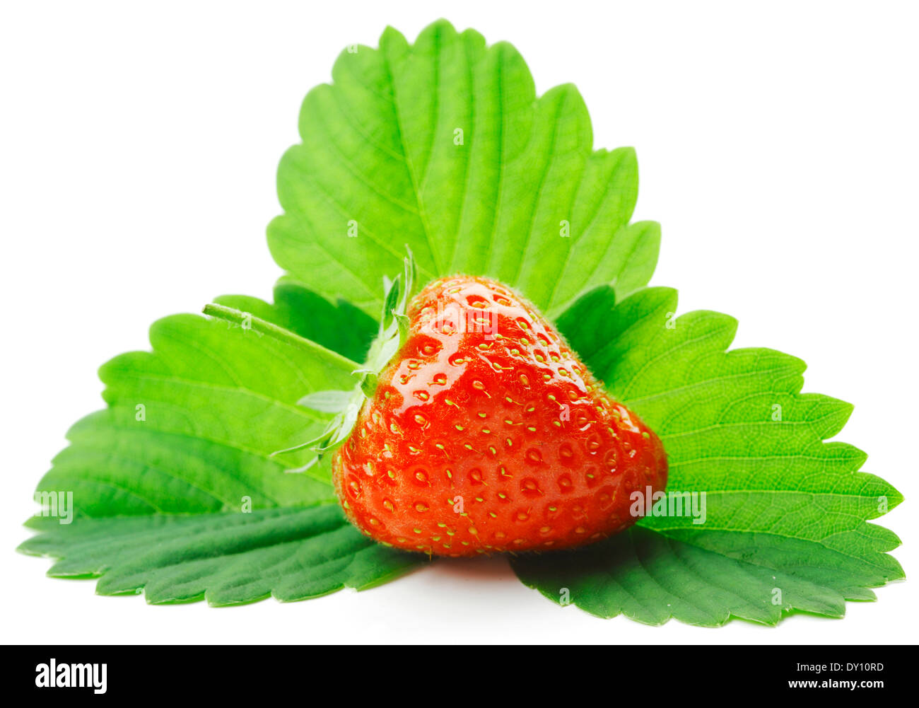 One strawberry with leaves isolated on white background Stock Photo - Alamy