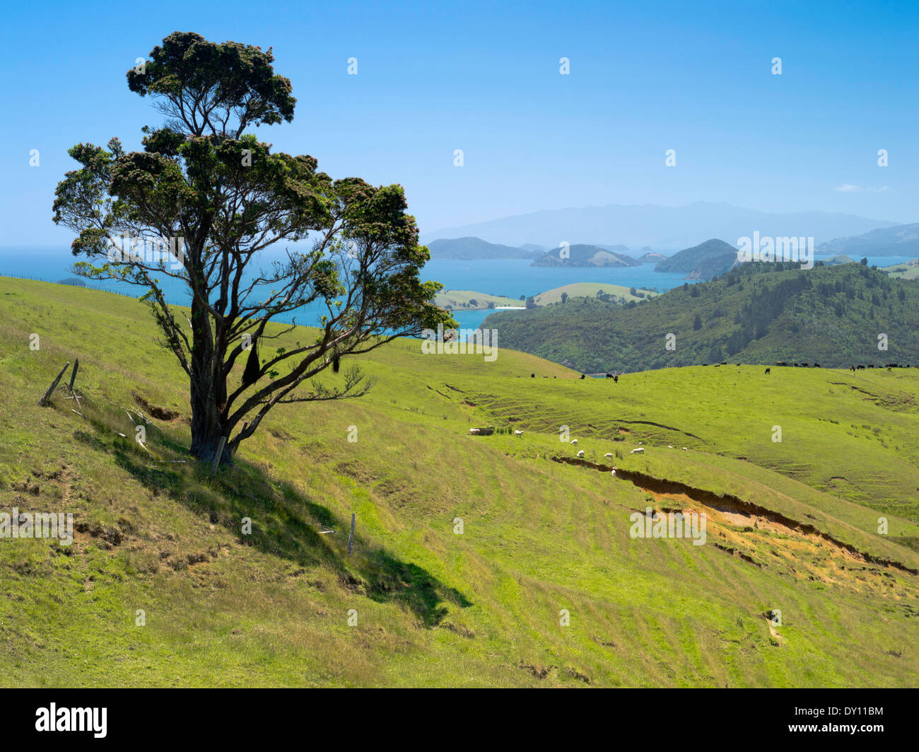 Manaia hires stock photography and images Alamy