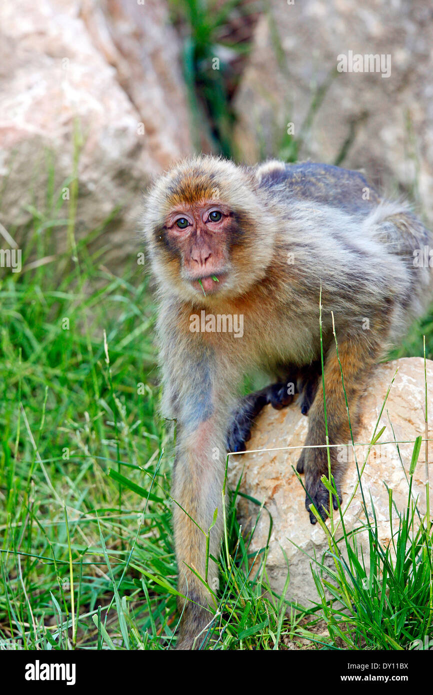 Babary Macaque (Macaca sylvanus) youg female feeding grass in rock habitat Stock Photo
