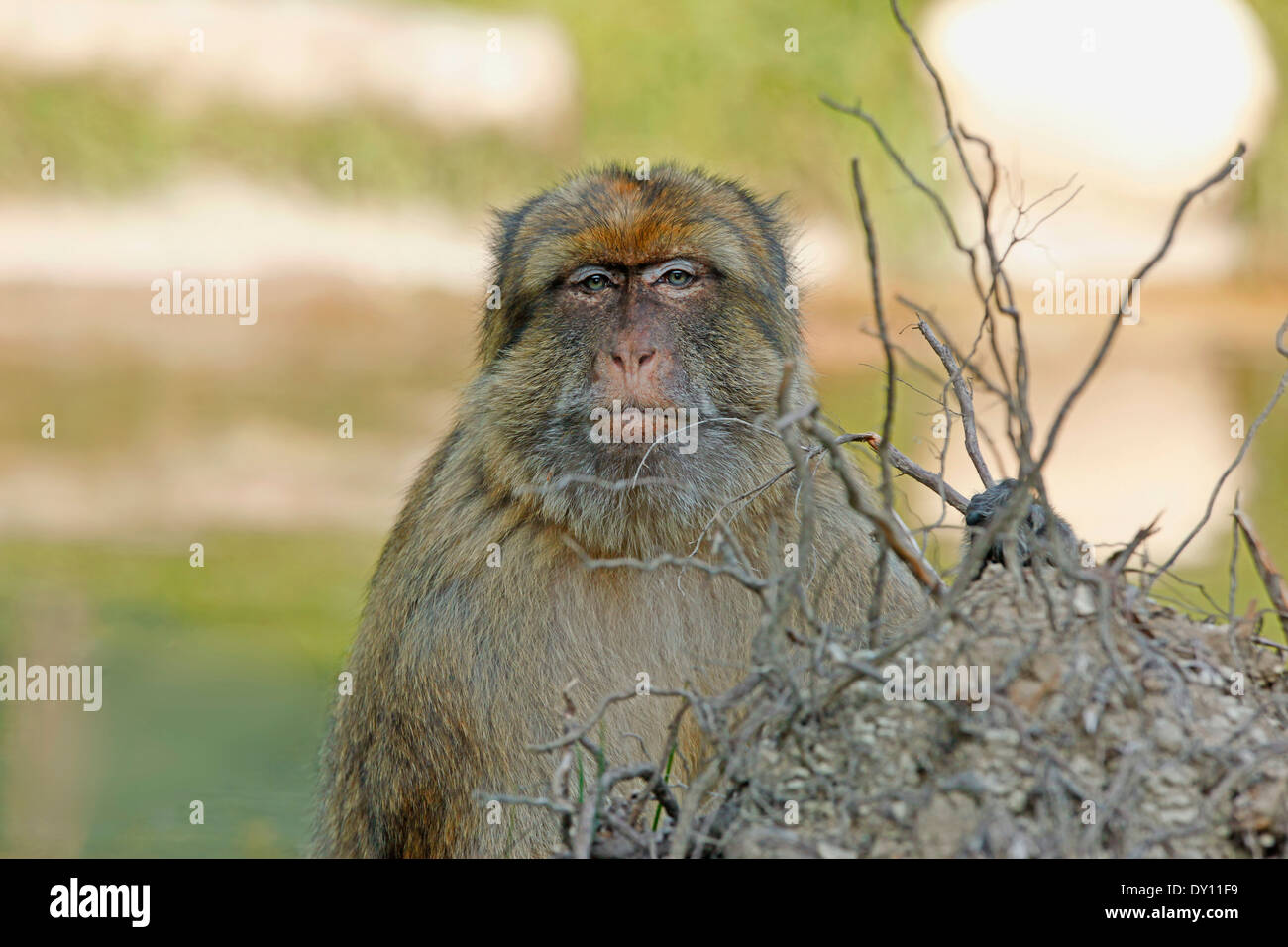 Babary Macaque (Macaca sylvanus) closeup Stock Photo