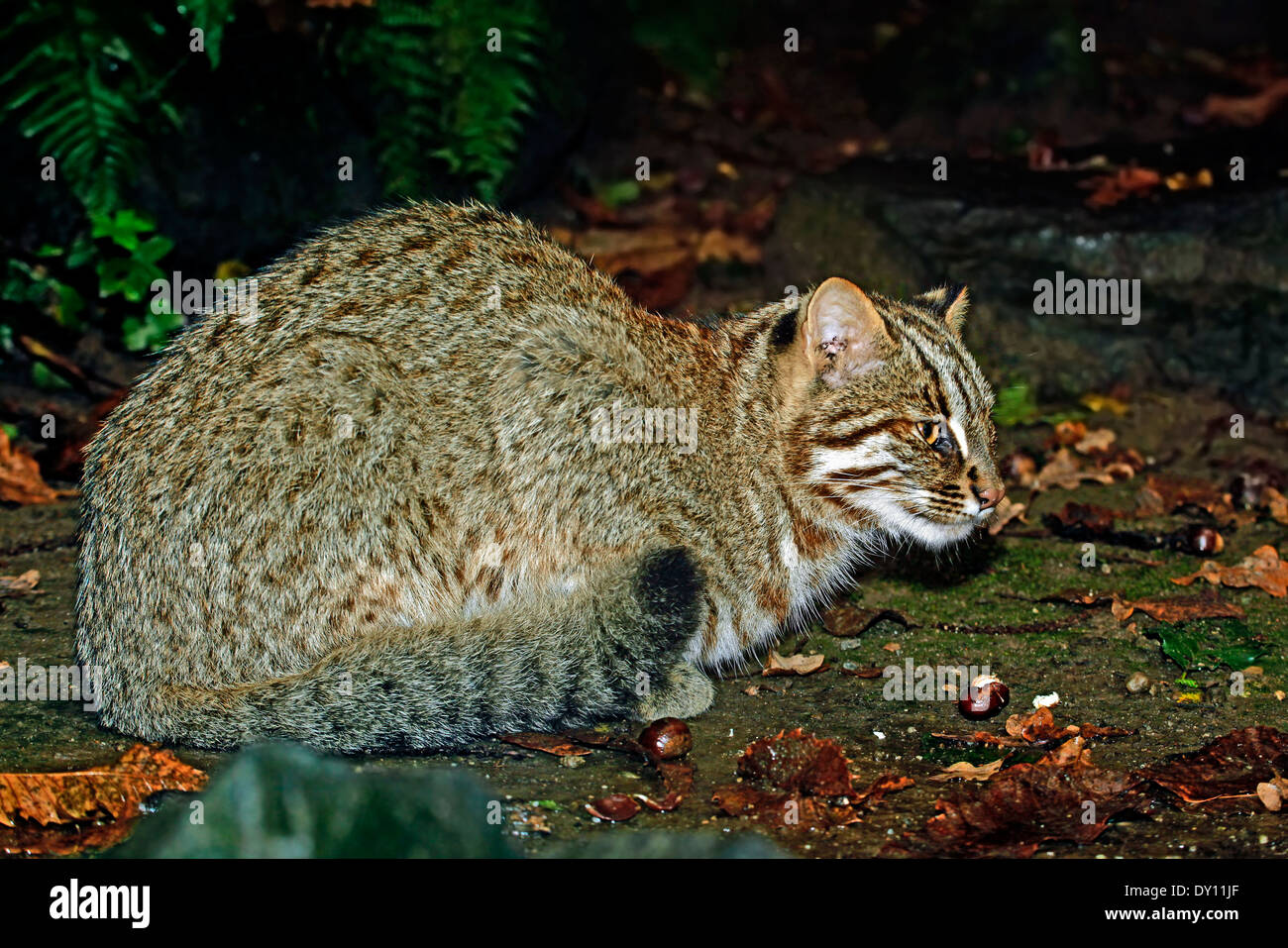 Tsushima leopard cat hi-res stock photography and images - Alamy