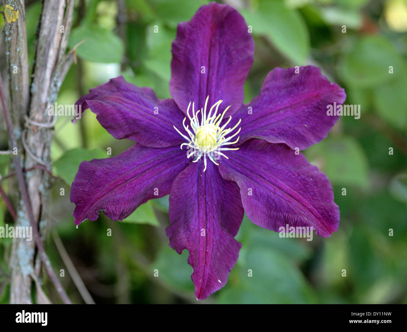 blue clematis montana flower Stock Photo